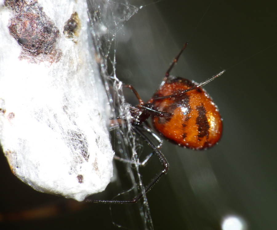 Cercate l''Argyrodes